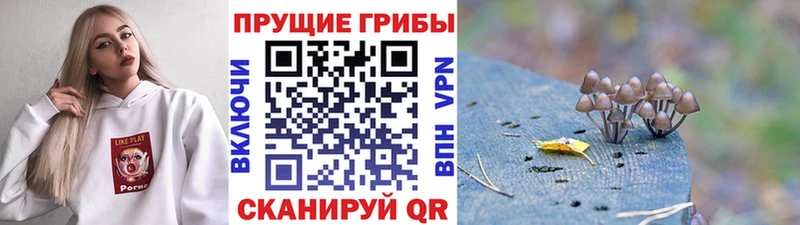 Псилоцибиновые грибы GOLDEN TEACHER  маркетплейс как зайти  Орёл  МЕГА  